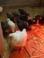 20180615_084330.jpg