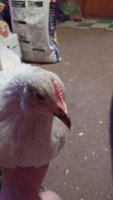 IMG_20180614_203006158.jpg