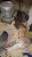 IMG_20180614_203601491.jpg