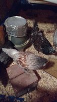 IMG_20180614_203522656.jpg