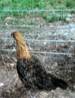 IMG_20180615_195659712.jpg