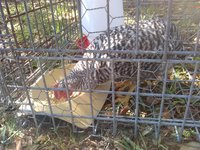 IMG_20180426_111458791.jpg