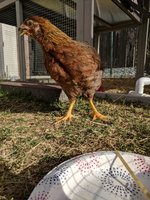 IMG_20180614_181649.jpg