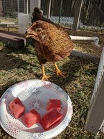 IMG_20180614_181226.jpg