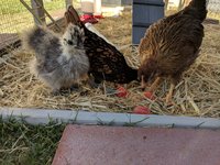 IMG_20180610_182226.jpg