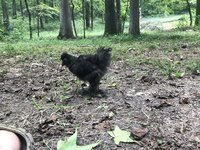 29B6D238-4EC8-463C-B1D2-D2D57B41400A.jpeg