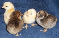 Chicks, 4-14-18,  1.JPG