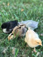 IMG_4900.jpeg