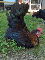 IMG_4238.JPG