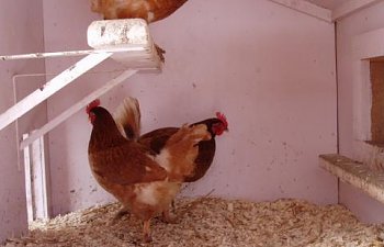 30865_chicken_coop_winter_019.jpg 30865_chicken_coop_winter_019.jpg