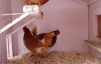 30865_chicken_coop_winter_019.jpg