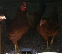 hen and roo.JPG