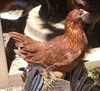 chicken.JPG