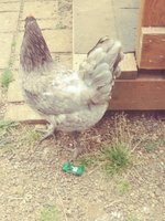 20180618_172154_Film4.jpg
