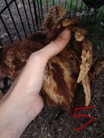 IMG_20180619_130344.jpg
