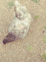 20180618_172213_Film4.jpg