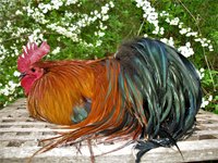 Ohiki Rooster, White Spirea 014.JPG