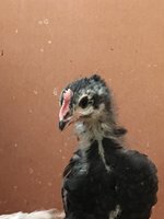 092774ED-052D-4444-9C7A-670373539E3C.jpeg