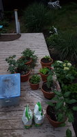 20180620_195926.jpg