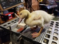 20180615_214138.jpg