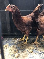 15919E59-AB22-4603-B9D0-B7CCCBE55677.jpeg