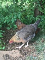 IMG_0133.JPG