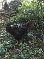IMG_0132.JPG