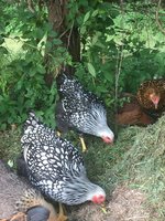 IMG_0135.JPG