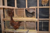 nest box small 2.jpg