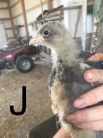 B6E06525-1904-42C0-8327-233B992E651D.jpeg