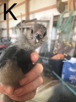 E5586649-3E96-47DE-86A9-DF86E12B6EDB.jpeg