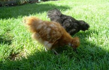 57613_chickens_007.jpg 57613_chickens_007.jpg