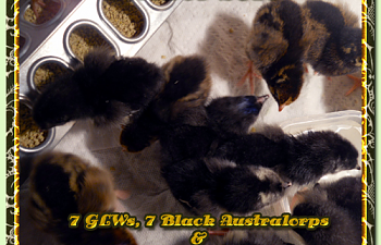 glw-ba-slw-chicks-10082010sm-005.png