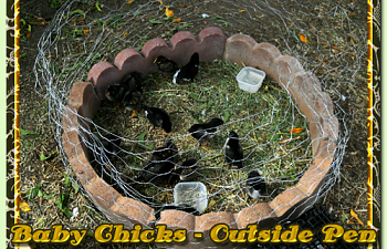 10-16-2010-baby-chicks-001.png