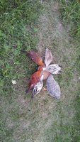 20180622_170857.jpg