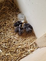 20180623_150639.jpg