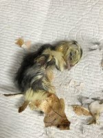 17DF0485-27C9-471C-9D75-3303EA427CC4.jpeg