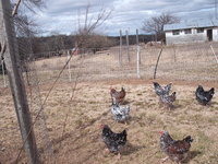 Hens.JPG