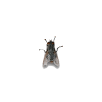 fly-dance.gif