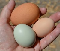extra eggs today small.jpg