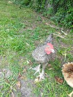 IMG_20180624_141534731.jpg