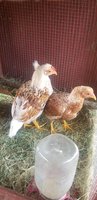 20180624_150735.jpg