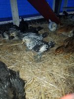 20180625_120231.jpg