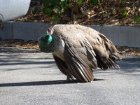 ill_peahen_1.jpeg