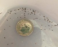 springtails-pure-defense-pest1.jpg
