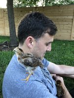 Pip2.jpg