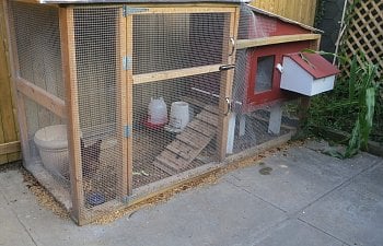 Brooklyn Chicken Crib