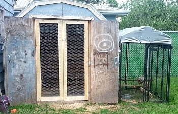 My former shed coop