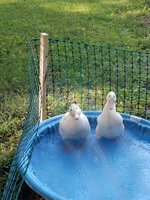 20180626_191302(0).jpg