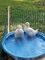 20180626_191257.jpg